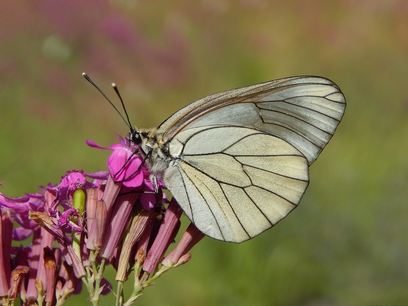 Apoteosi di Aporia crataegi